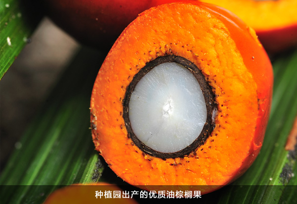 欧美激情性做爰免费视频